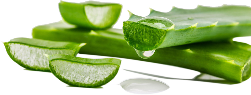 Aloe vera extract detail