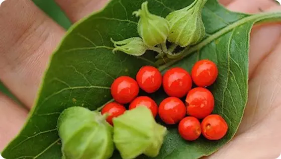 Ashwagandha extract video