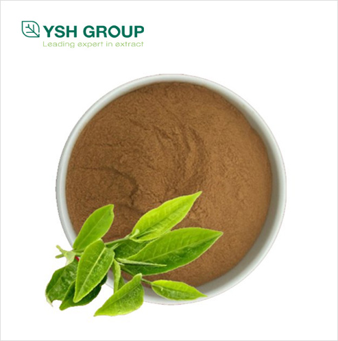 Green tea extract