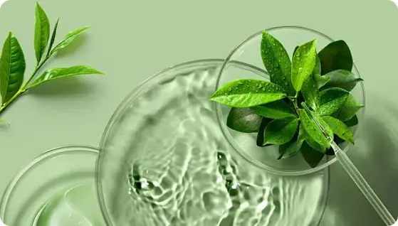 Green tea extract
