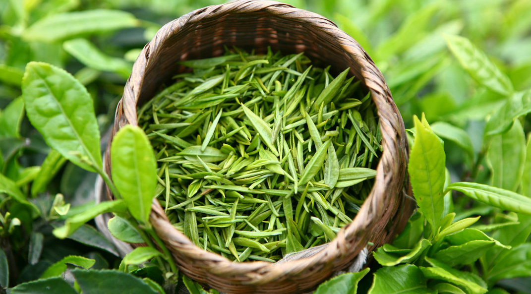 Green tea extract