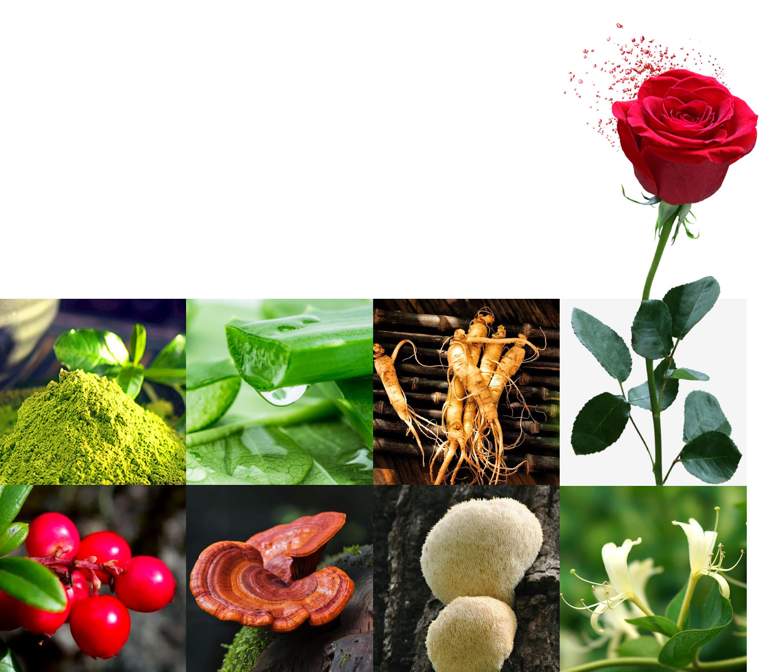 Herbal Extract Powder