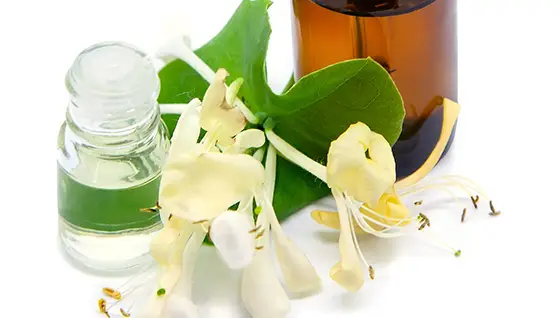 Honeysuckle Extract video