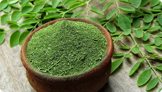Moringa extract video