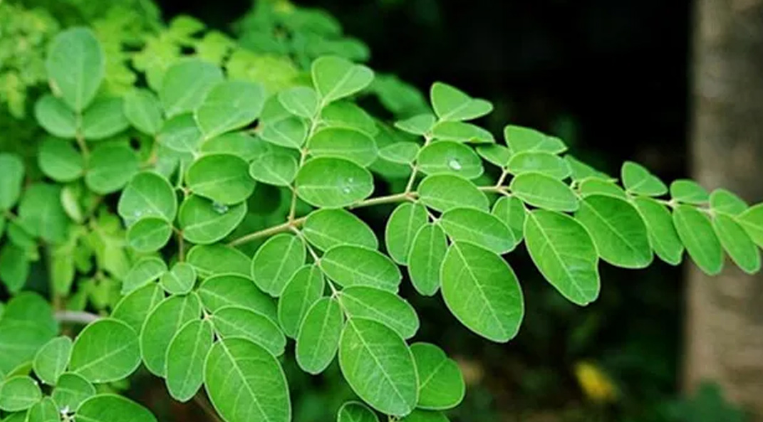Moringa extract detail