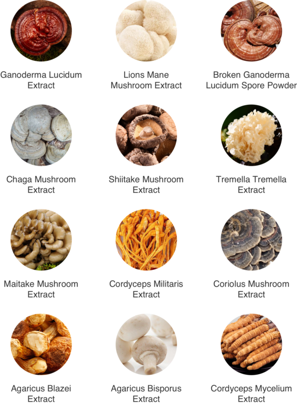 Mushroom Extract Powder type