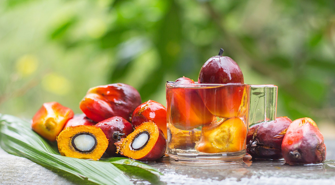 Saw palmetto extract3