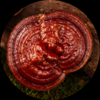 ganoderma-lucidum-extract