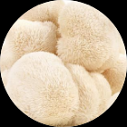Lions Mane Mushroom Extract