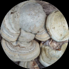 Chaga Mushroom Extract