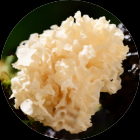 Tremella Tremella Extract