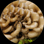 Maitake Mushroom Extract