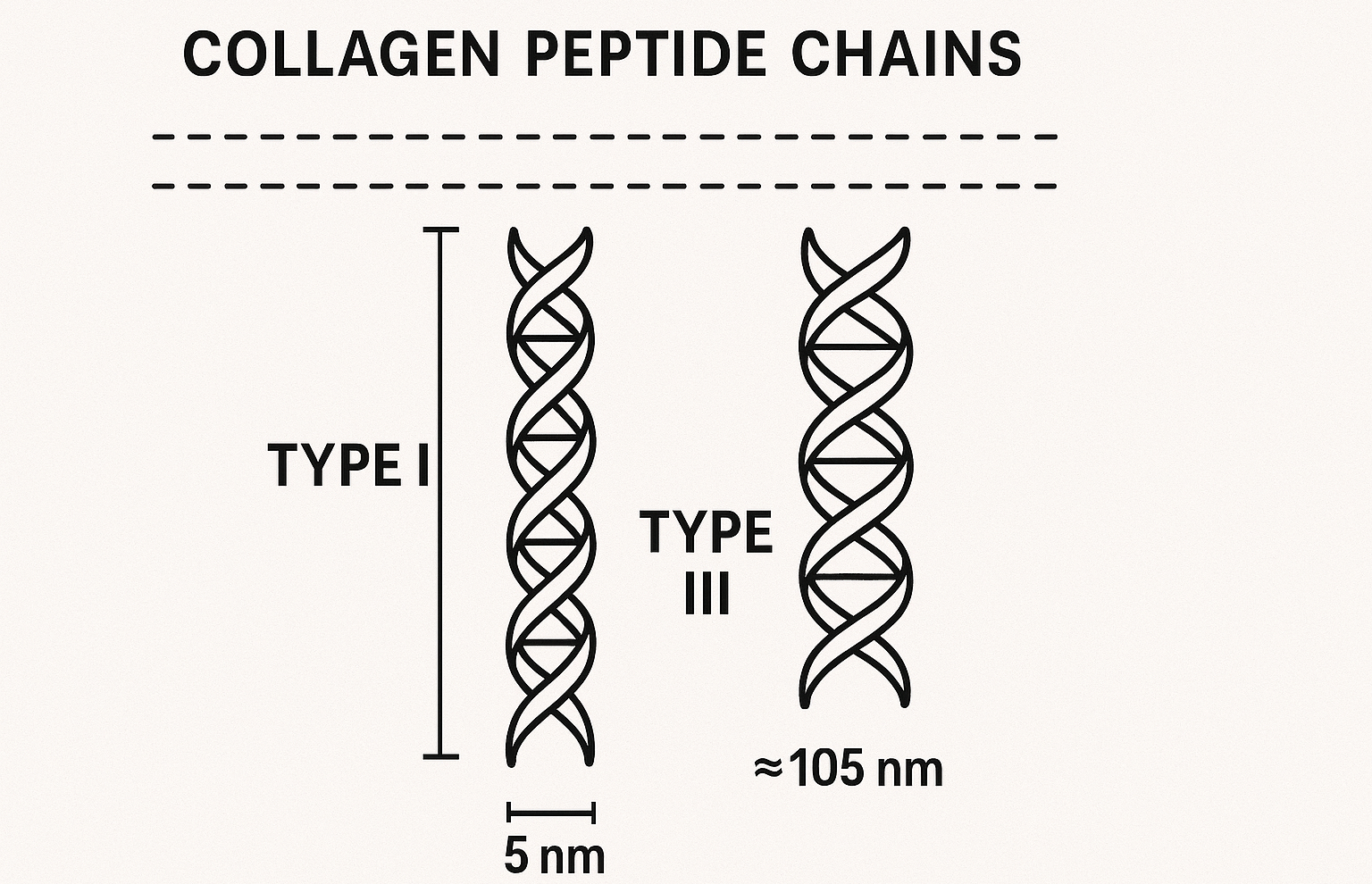 Molecular Structures of Collagen Type I and III - YSH Group Diagram comparing the molecular structures of collagen Type I and Type III peptide chains, with labeled measurements in nanometers.