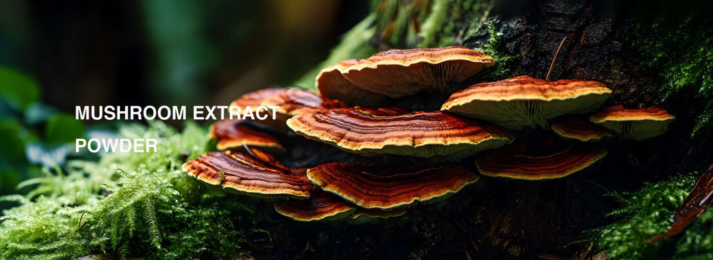 Ganoderma Lucidum Extract
