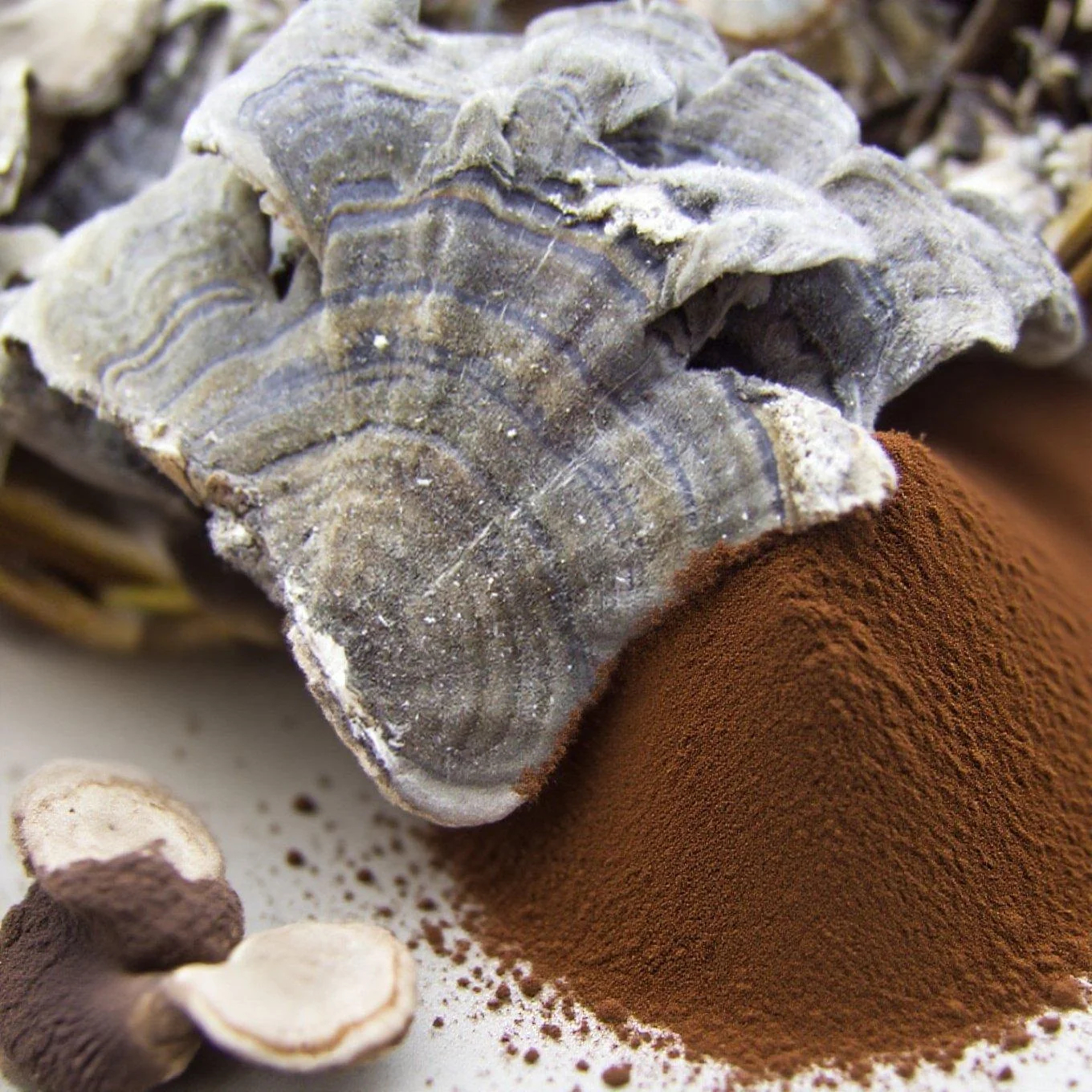 Coriolus Mushroom Extract5